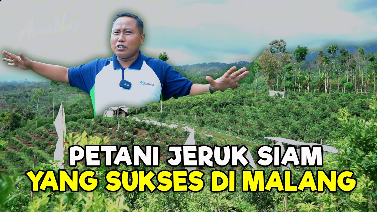 JURAGAN BUAH INI BOS || JERUK SIAM YANG SUKSES DI MALANG