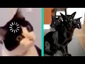 BEST CAT MEMES COMPILATION OF 2020 PART 24 (FUNNY CATS)