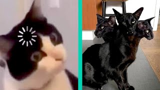 BEST CAT MEMES COMPILATION OF 2020 PART 24 (FUNNY CATS)