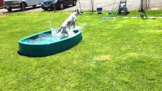 Water Aerobics Hound Style