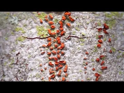 Video: Co je rakovina Nectria: Jak léčit rakovinu Nectria na stromech