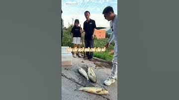 anh cần thủ bị 2 ông cháu hiểu nhầm là trộm ngô để mang đi làm mồi câu cá và cái kết #fishing #cauca