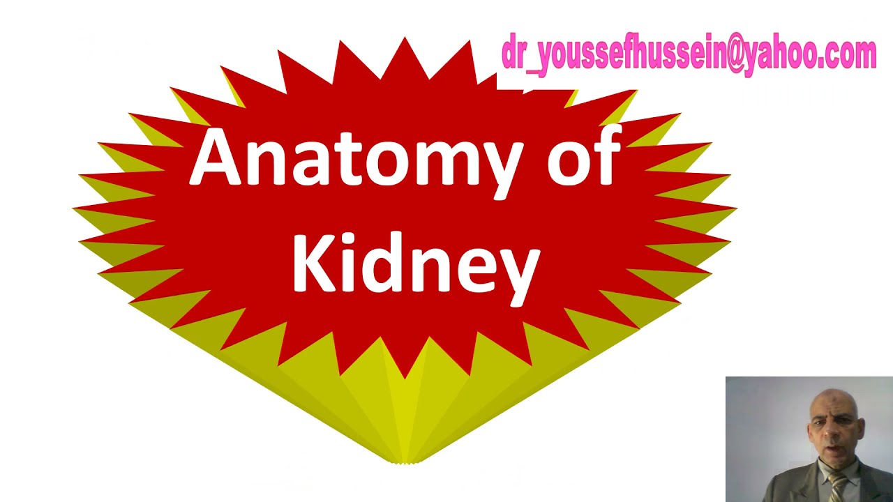Kidney | Surface anatomy | Relations | Segments | Coverings | Structure | Zuckerkandel | Morrison's