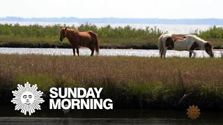 Nature: Assateague Island