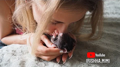 Кусаются ли декоративные крысы? 🐀