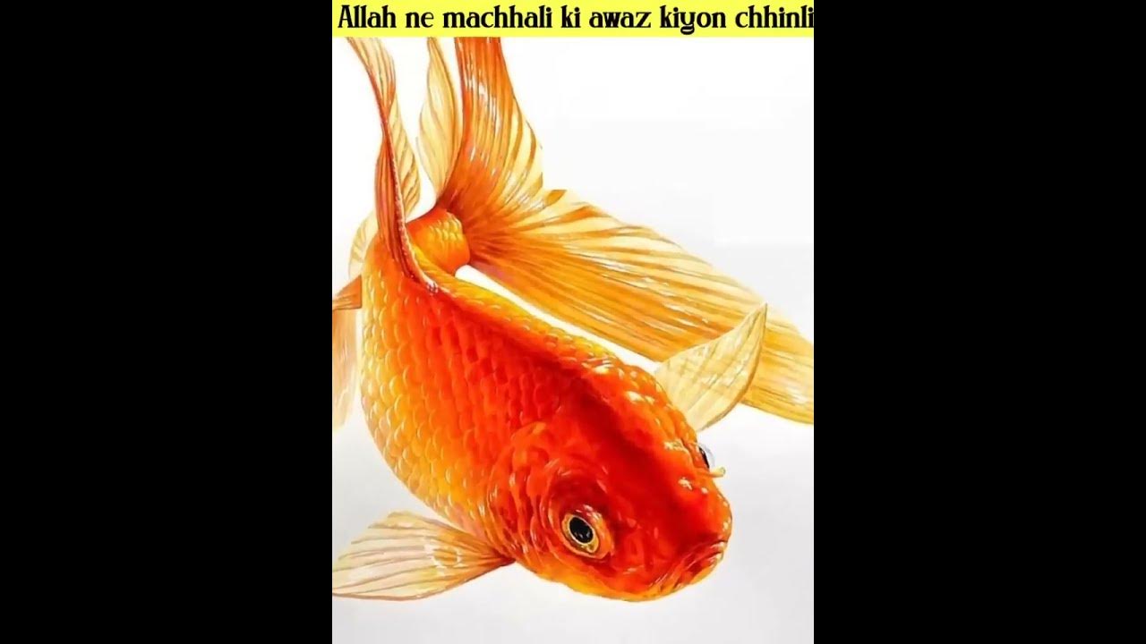 Pez dorado común