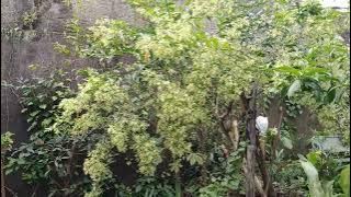 HARUM MISTIS BUNGA  DAYANG ATAU HARUM NDALU