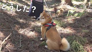 お別れ会の山道で、柴犬が突然“拒否犬”になりました。。