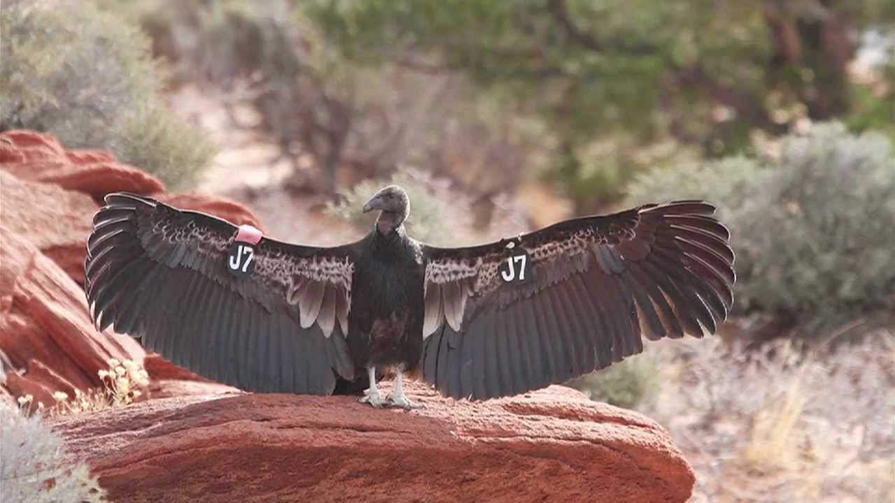 ⁣Wild California Condors Made Here