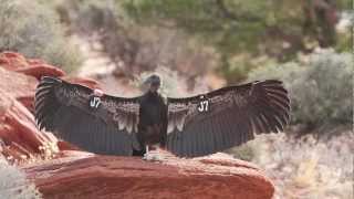 By 1982, fewer than two dozen california condors lived in the wild.
1985, only one wild breeding pair was known to exist. that's when u.s.
fish and wi...