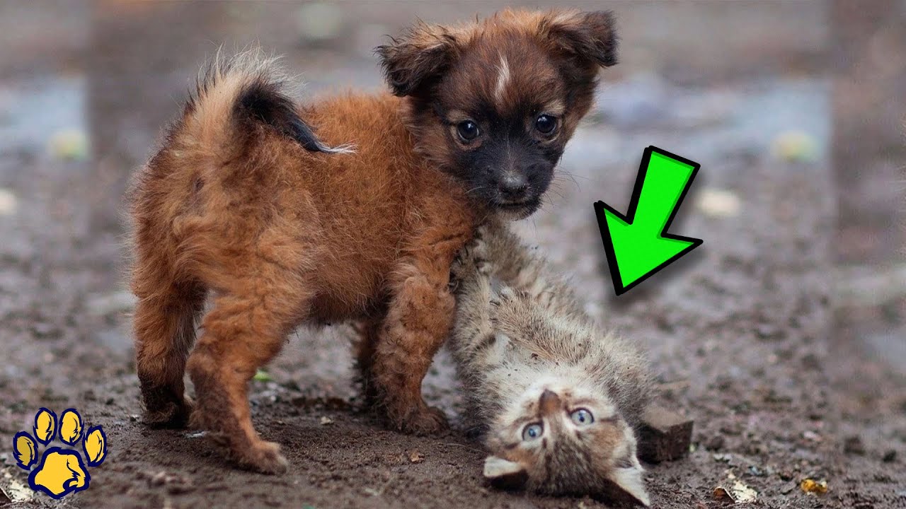 The Dog Put Food in Front of the Stray Cat What Happened Next Touched