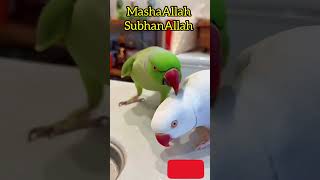 SubhanAllah 😍 Green Parrot Reciting Beautiful Naat | Emotional Islamic Short 🕊️"