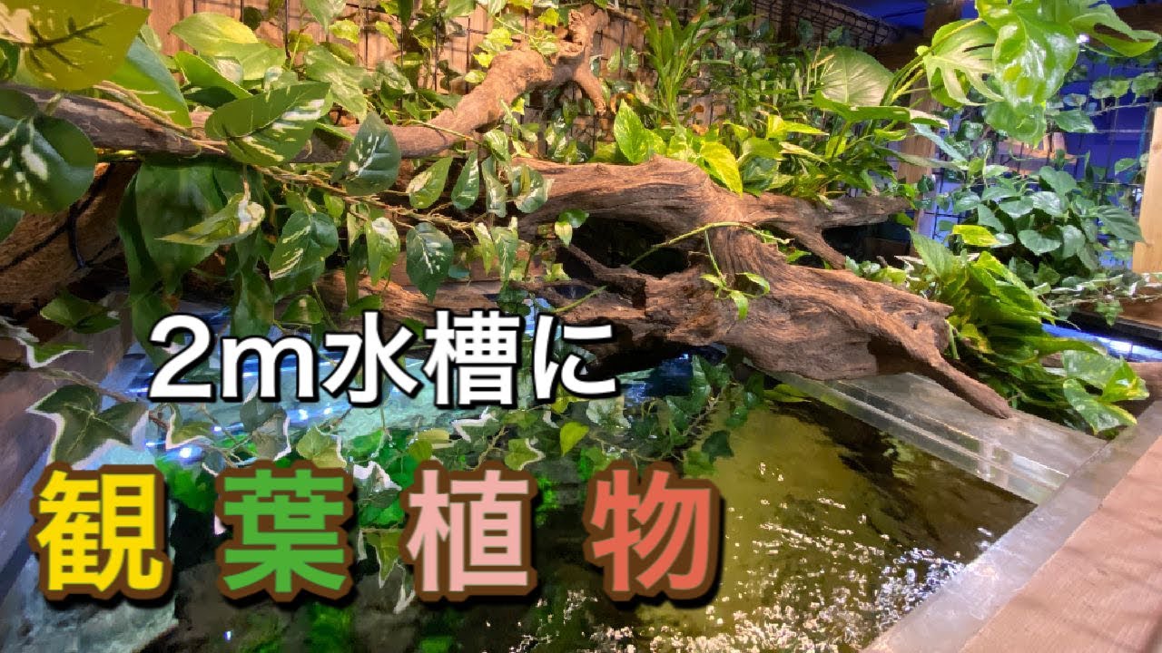 癒し 2m水槽で観葉植物を水耕栽培で育てる Youtube