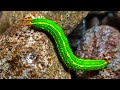 Common palmfly caterpillar