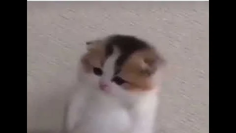 His name is shithead and he’s a single celled organism￼