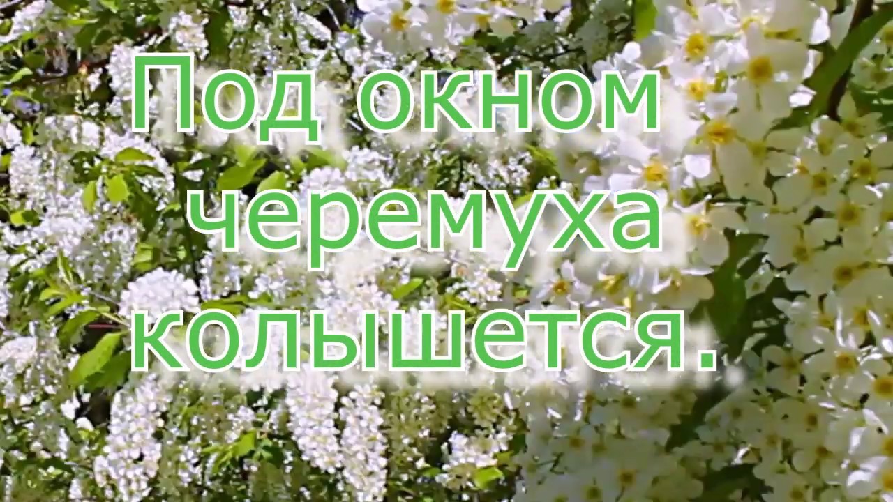 Песня за рекой черемуха колышется