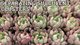 How To Separate Succulent Clusters & Propagate Offsets A Beginners Guide