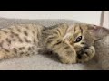 今日もおやすみ