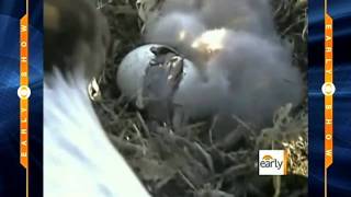 Eagle cam: Third egg hatches