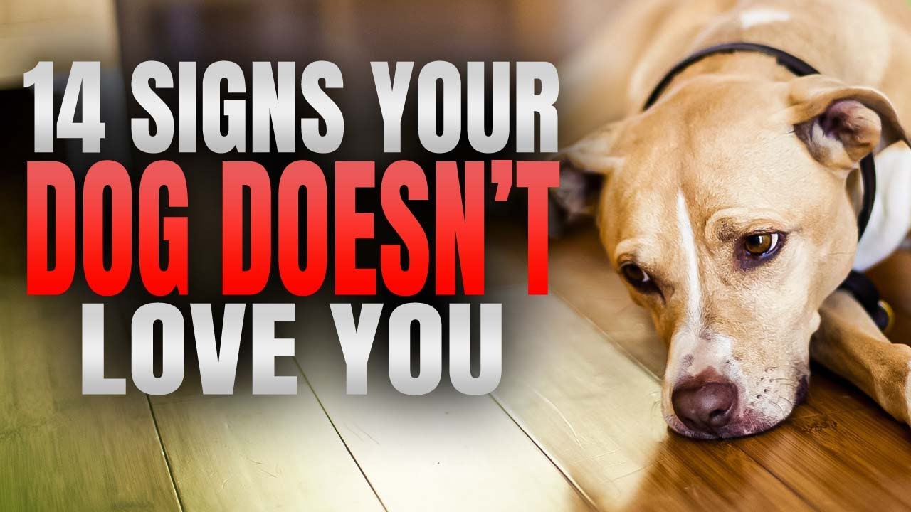 Does your Dog Love You? Here's How to Find Out! - YouTube