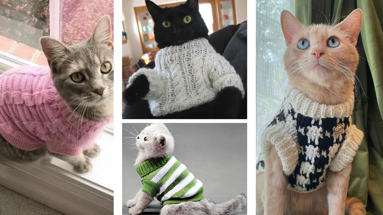 Crochet Sweaters for Cats From Starter to Sphynx Cat! Plus Fun Cat