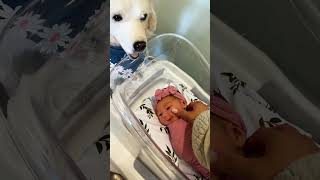 How our Golden Retriever met our Baby!