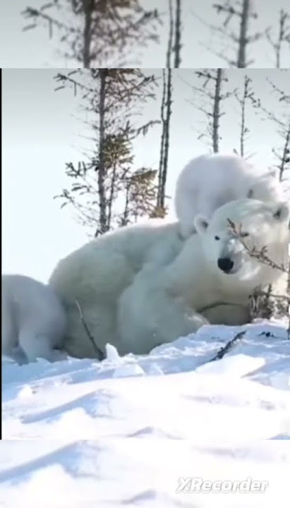 NEVER FORGET YOUR MOTHER💖💖💖#polarbear #polar #polarbearsfamily #polarbearressue #polarbearlove