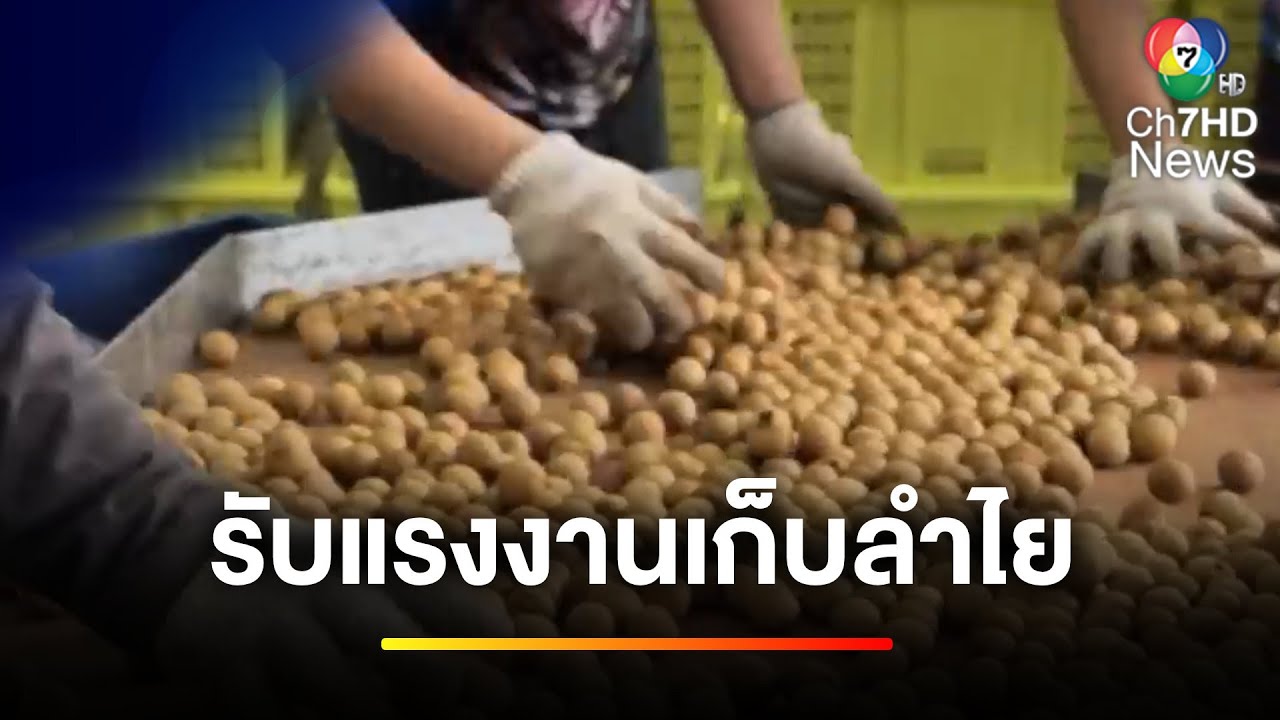 ประกาศ ! รับแรงงานช่วยเก็บลำไย หลังแรงงานกัมพูชากลับบ้าน | ข่าวเย็นประเด็นร้อน