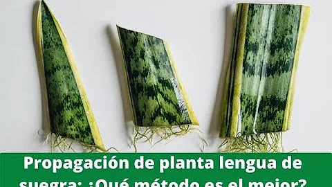 ¿Puede crecer una planta serpiente a partir de una hoja?