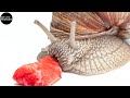 Snail Eating Strawberry In Extreme Macro Snail Eating Strawberry In Extreme Macro