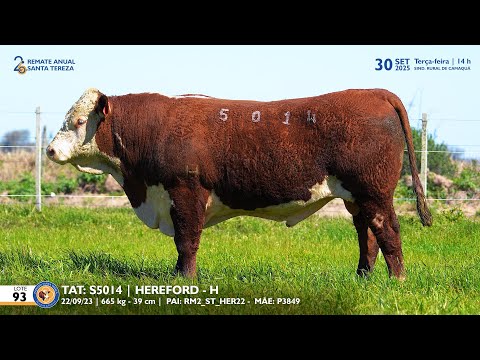 LOTE 93 TAT TES5014 HEREFORD Est  Sta Tereza