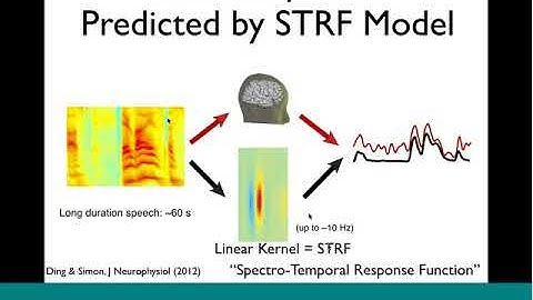 IAI Colloquium: Jonathan Simon, "Neural Representations of Speech in Human Auditory Cortex"