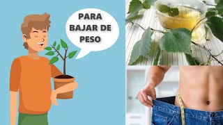 😮Tienes SOBREPESO? Bebe Por 1 Mes Esta Mezcla de Hierbas🥗Y Los Hombres No Podrán Dejar de Verte by Abdomen Six Pack 64,018 views 4 years ago 6 minutes, 29 seconds