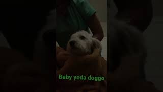Baby yoda pup