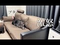 まるで子供のイヤイヤ期のようにウジウジして動かなくなったブタ