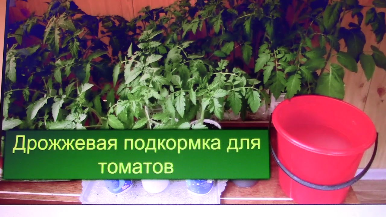 Подкормка рассады помидоров в домашних дрожжами. Дрожжевая подкормка для рассады томатов. Дрожжи для рассады томатов. Дрожжевая подкормка для помидор. Удобрение помидор дрожжами.