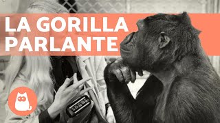 L'incredibile storia della GORILLA che PARLAVA 🦍💬 (KOKO) screenshot 1