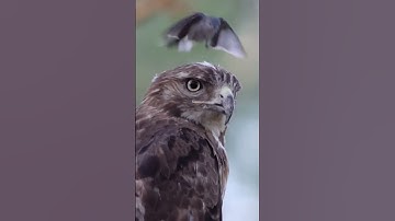 AL-IKHLAS #egzonibrahimi #viralvideo #like #comment #share #سورة_الإخلاص &Subscribe ✔️✔️✔️