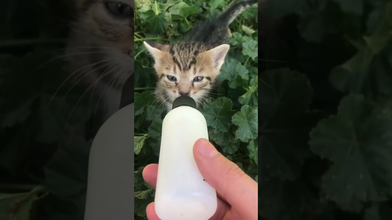 Close-Up Cuteness: Funny & Adorable Animals in HD 🐶🐱😍