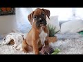 Funny  cute boxer puppies  clumsy with big eyes