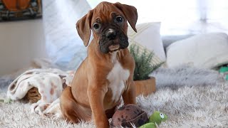 Funny & Cute Boxer Puppies | Clumsy With Big Eyes by Dogipedia 13,041 views 8 months ago 8 minutes, 1 second