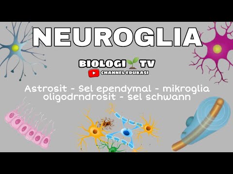 Video: Dimana letak sel mikroglia?