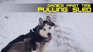 Danie's first time pulling sled