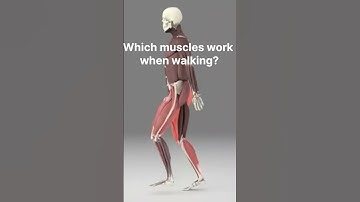 how our leg muscle works when walking