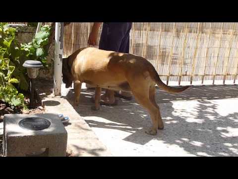 Βίντεο: Βιολέτα σκύλου: περιγραφή, φωτογραφία
