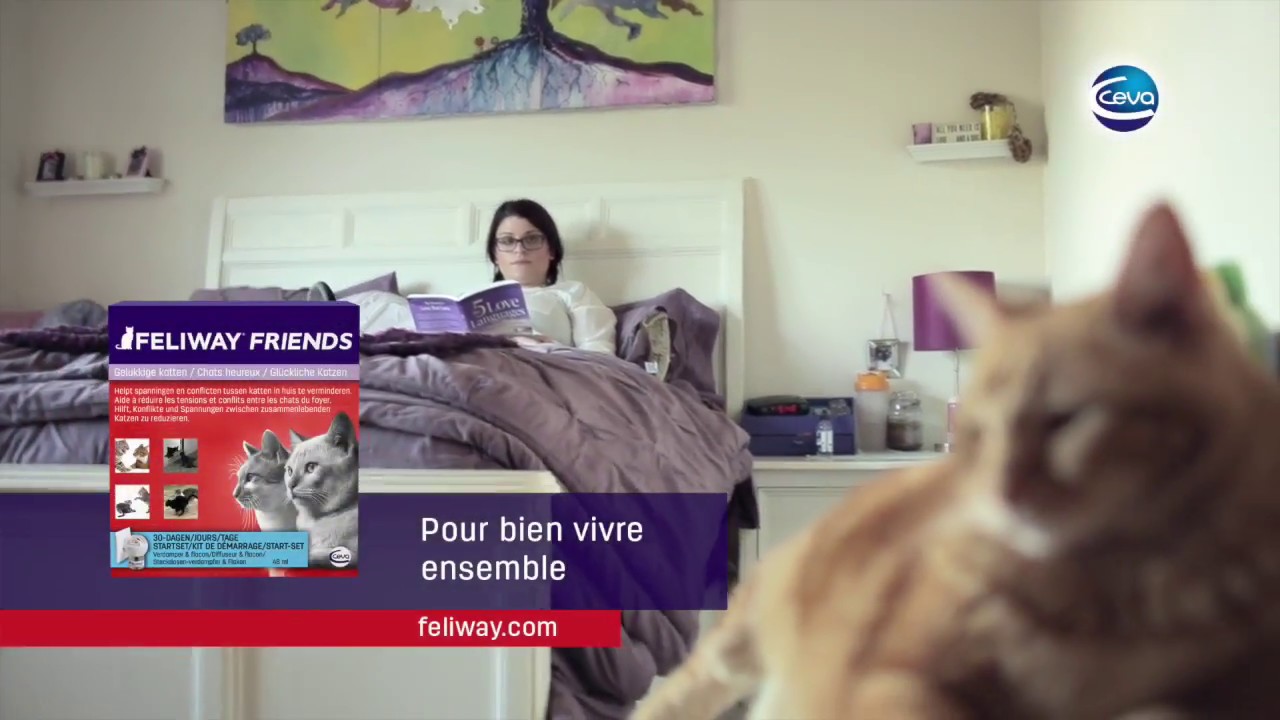 Feliway friends diffuseur