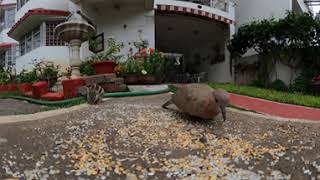 Doves and squirrels feeding