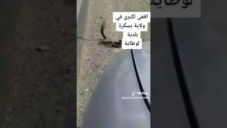 كوبرا في بسكرة