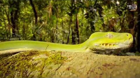 Green Tree Python | Nature’s Living Emerald of the Tropical Rainforest