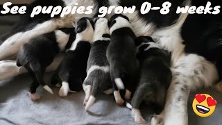 Border Collie puppies | Growing up | 08 weeks!